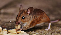 24 Hour & Emergency Exterminators in McVeytown, PA